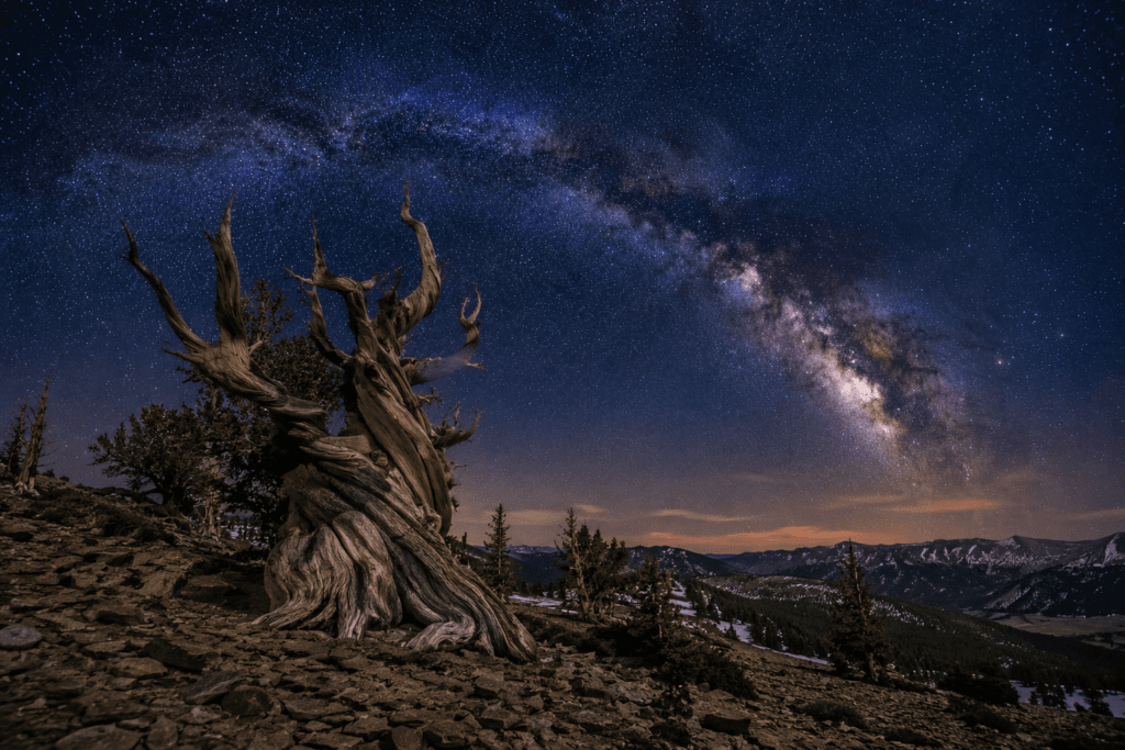 Ancient bristlecone pine beneath the Milky Way in Nevada